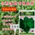 抗热王中王菠菜种子耐热性强叶片厚实抗病高产口感好菠菜种子