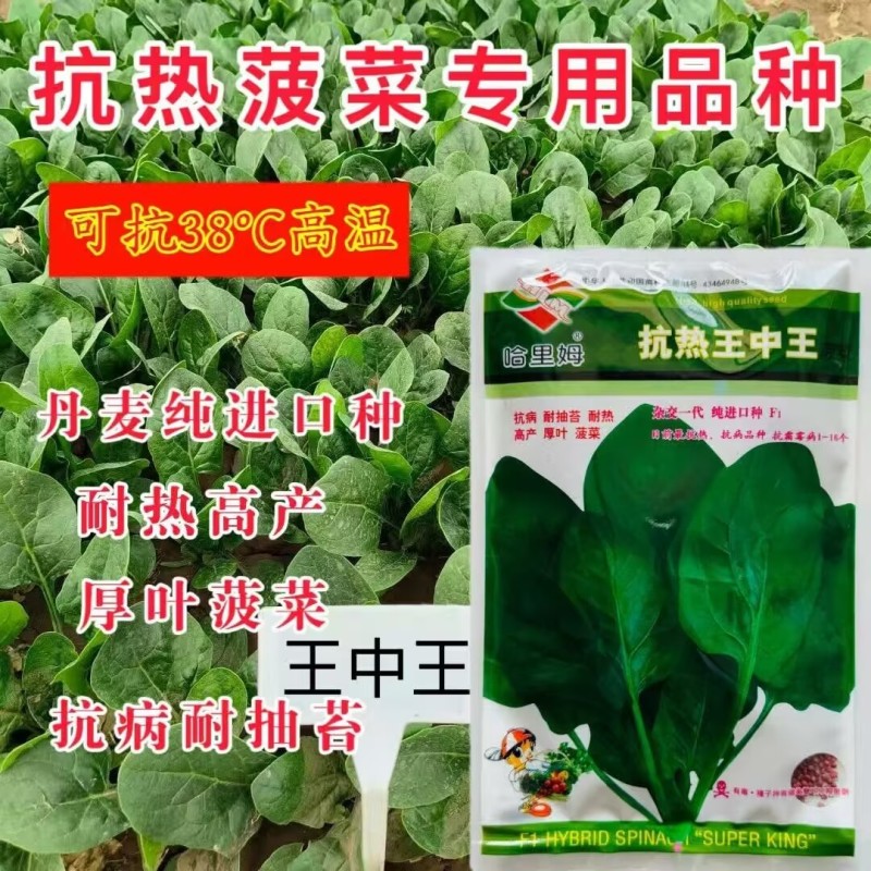 抗热王中王菠菜种子耐热性强叶片厚实抗病高产口感好菠菜种子