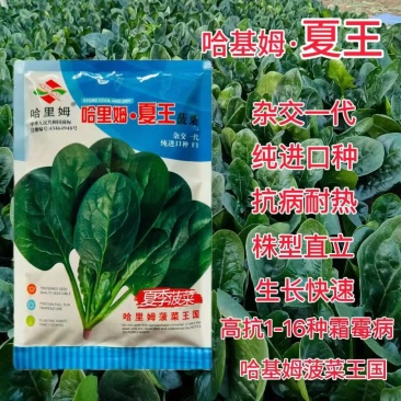 哈里姆夏王菠菜种子高产抗病耐高温菠菜种籽抗1-16个霜霉