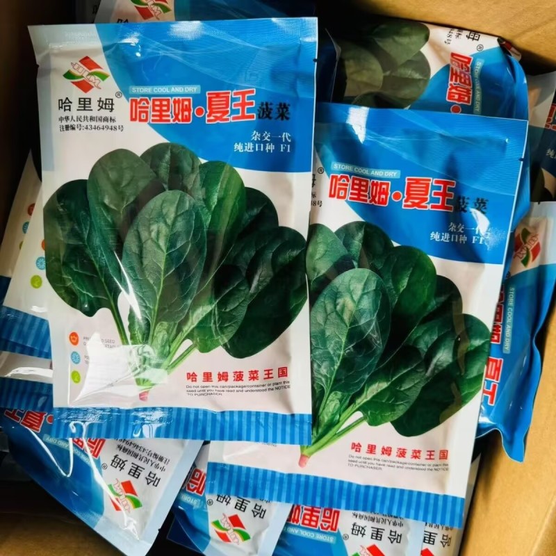 哈里姆夏王菠菜种子高产抗病耐高温菠菜种籽抗1-16个霜霉