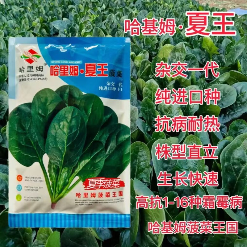 哈里姆夏王菠菜种子高产抗病耐高温菠菜种籽抗1-16个霜霉