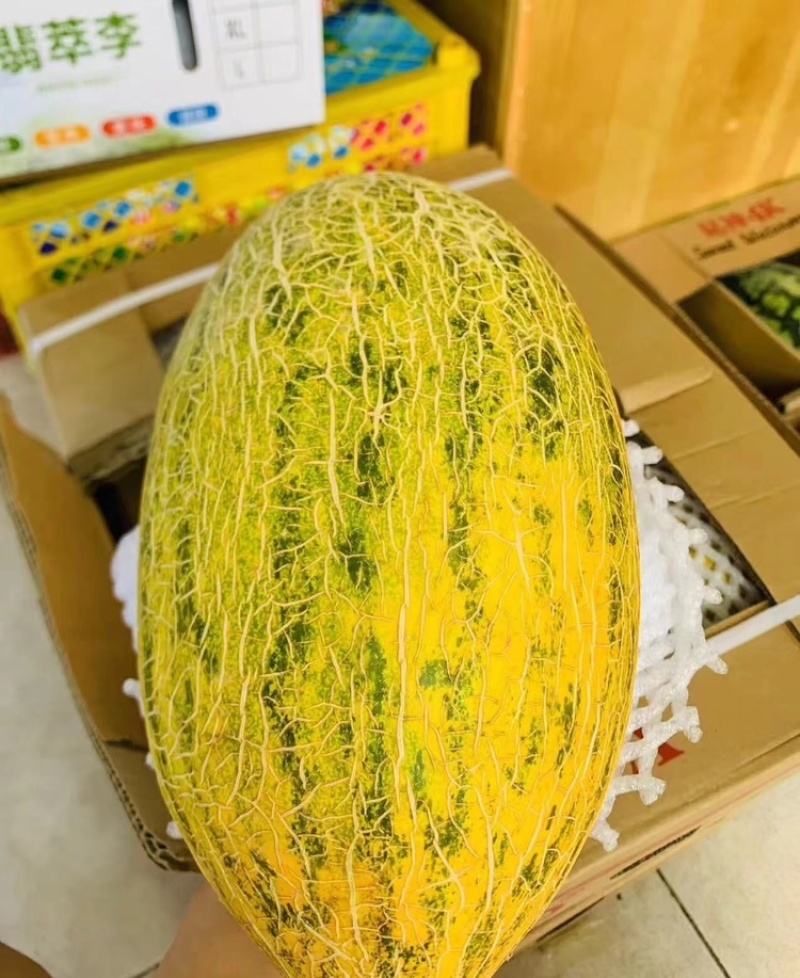 新疆八六王哈密瓜脆甜多汁基地直发供应市场电商商超