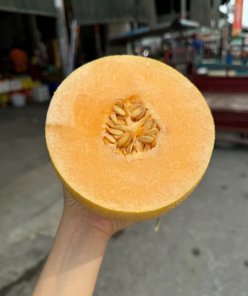 新疆黄金蜜25吐鲁番哈密瓜量大从优代发全国市场