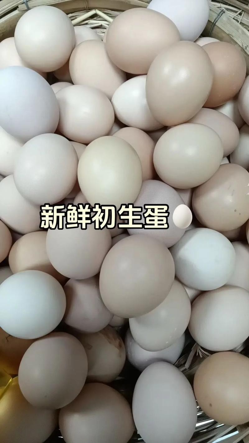 湖北自养初生蛋/保质保量诚信经营/可团购批发对接商超
