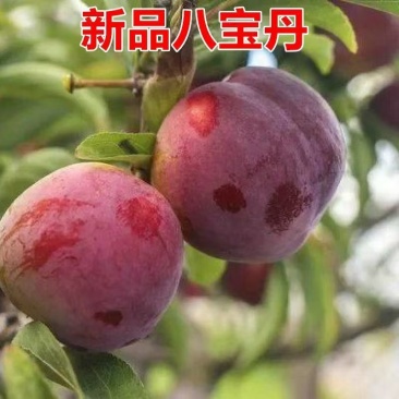 八宝丹李子湖北基地直供质量保证一手货源对接商超市场