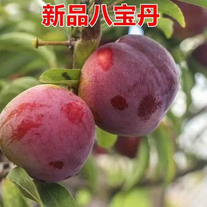 八宝丹李子湖北基地直供质量保证一手货源对接商超市场