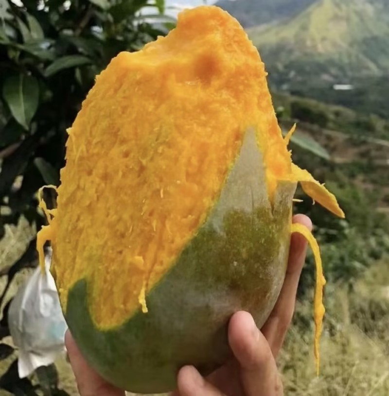 凯特芒精品芒果一件代发可对接全国电商市场商超摊贩等