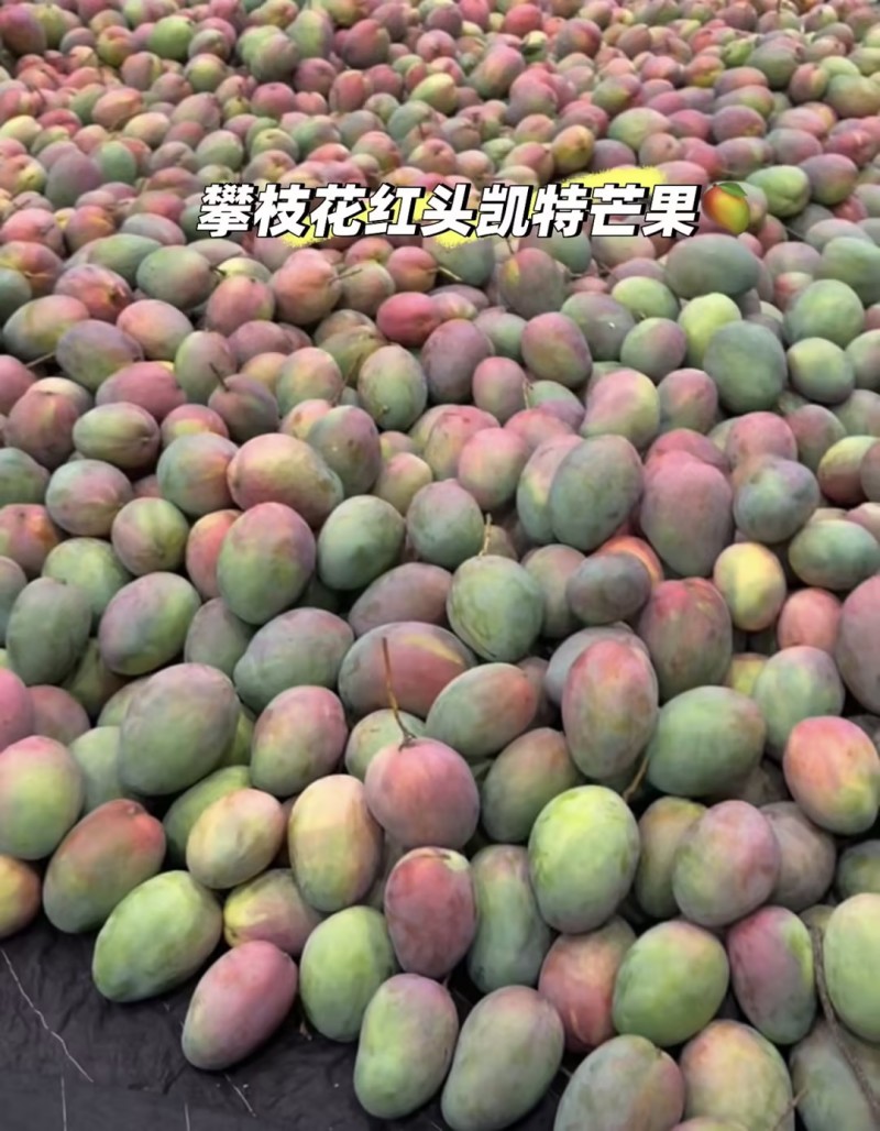 凯特芒精品芒果一件代发可对接全国电商市场商超摊贩等
