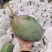 凯特芒精品芒果一件代发可对接全国电商市场商超摊贩等