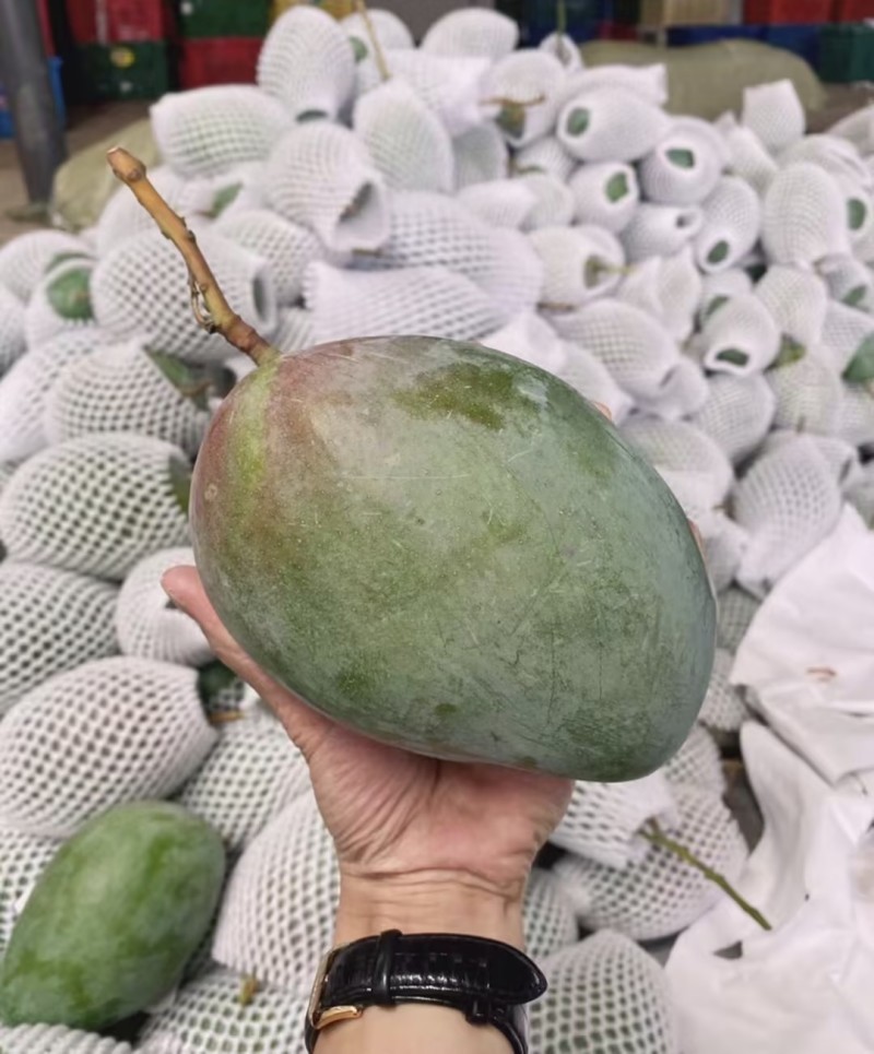 凯特芒精品芒果一件代发可对接全国电商市场商超摊贩等