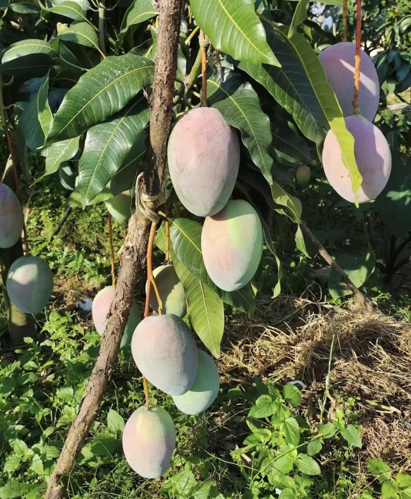 【一件代发】芒果凯特芒果几十万斤品质保障可对接电商等