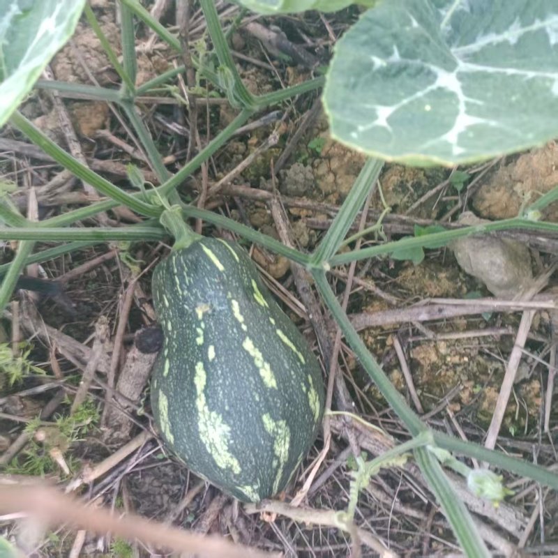 香芋南瓜精品南瓜产地直发保质保量对接全国商超市场