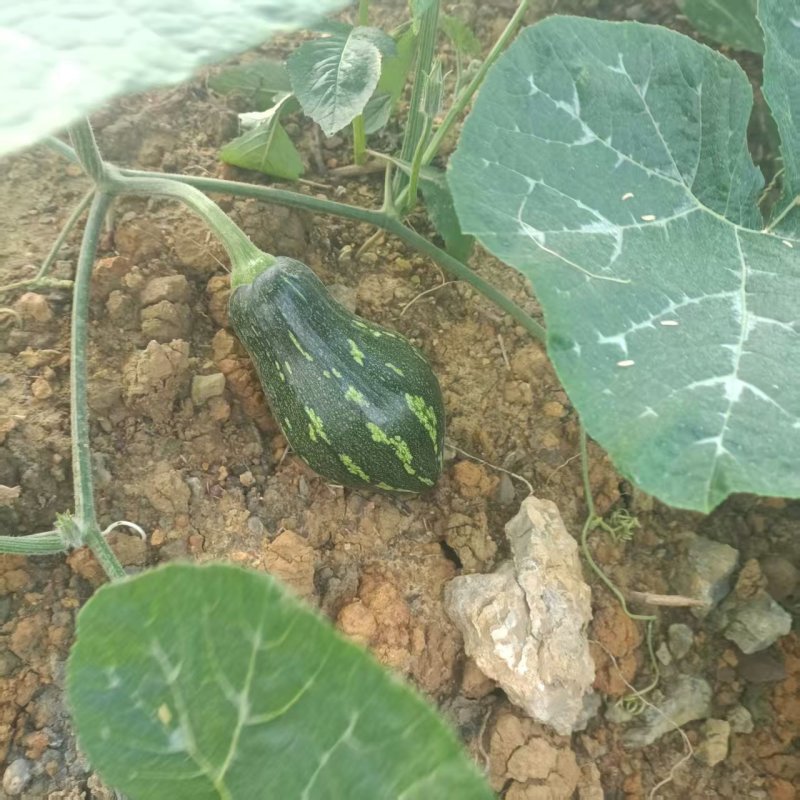 香芋南瓜精品南瓜产地直发保质保量对接全国商超市场