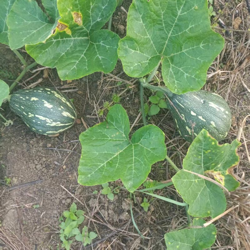 香芋南瓜精品南瓜产地直发保质保量对接全国商超市场