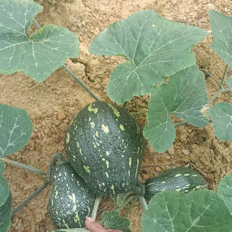 香芋南瓜精品南瓜产地直发保质保量对接全国商超市场