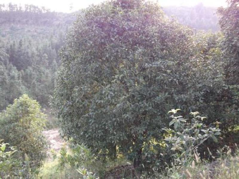 金桂树