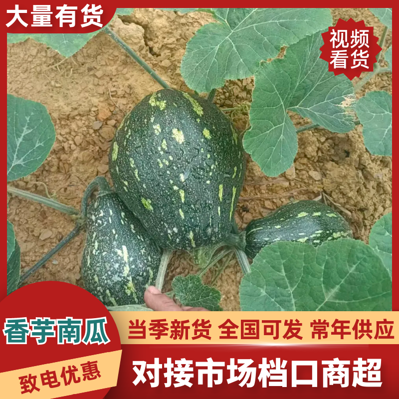香芋南瓜精品南瓜产地直发保质保量对接全国商超市场