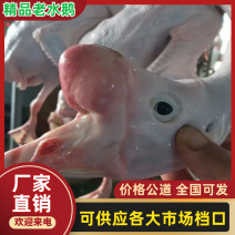 【精品】老水鹅/19.5公斤一箱/厂家直发/一件也是批发价！