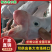 【精品】老水鹅/19.5公斤一箱/厂家直发/一件也是批发价！