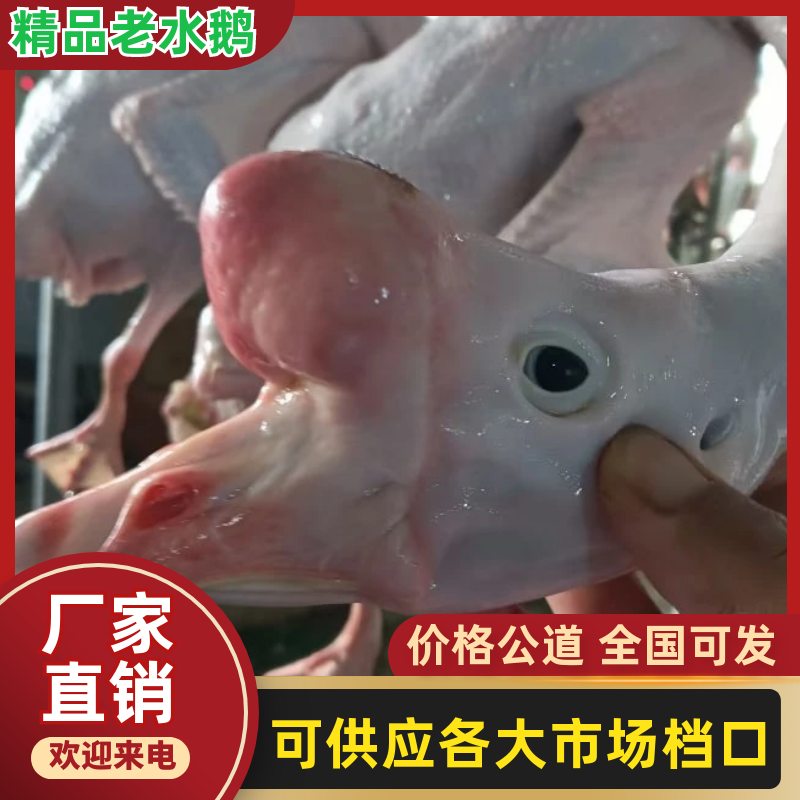 【精品】老水鹅/19.5公斤一箱/厂家直发/一件也是批发价！