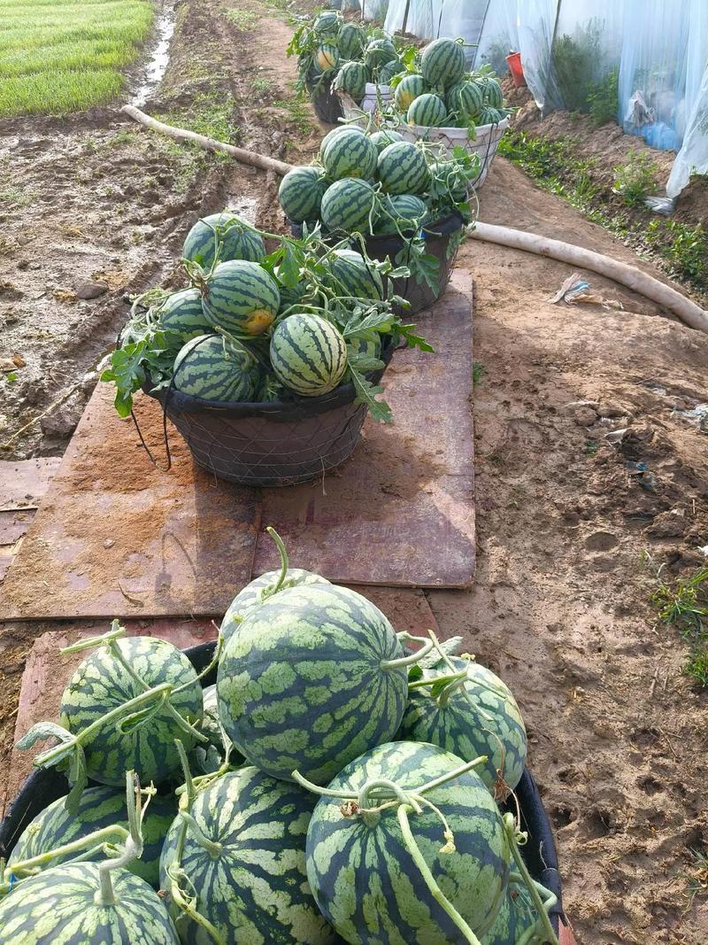 【精品】湖北美都西瓜基地直发对接电商市场商超可视频