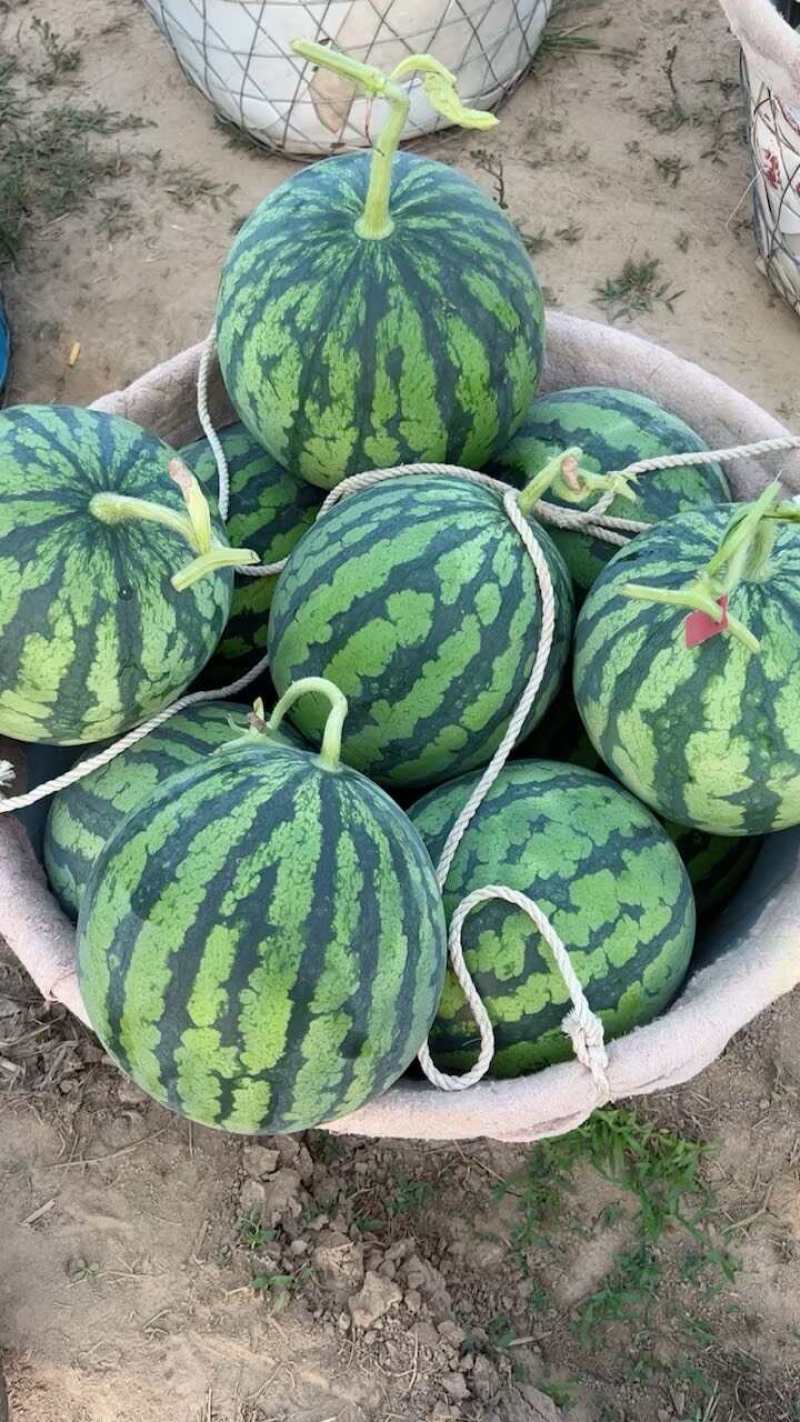 【精品】湖北美都西瓜基地直发对接电商市场商超可视频