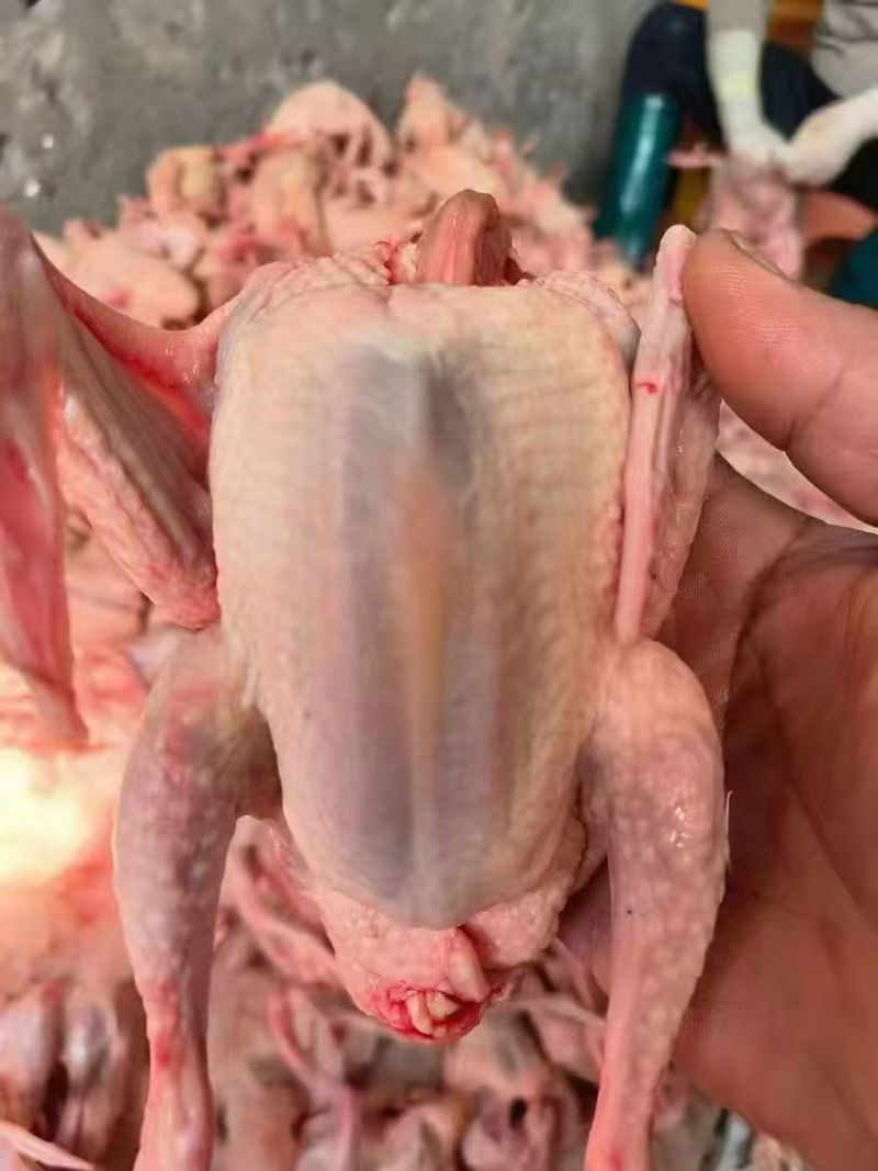 乳鸽冰鲜广东乳鸽新鲜乳鸽烤乳鸽专用鸽子鸽肉