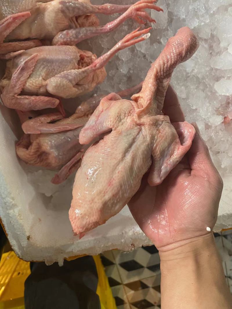 乳鸽冰鲜广东乳鸽新鲜乳鸽烤乳鸽专用鸽子鸽肉