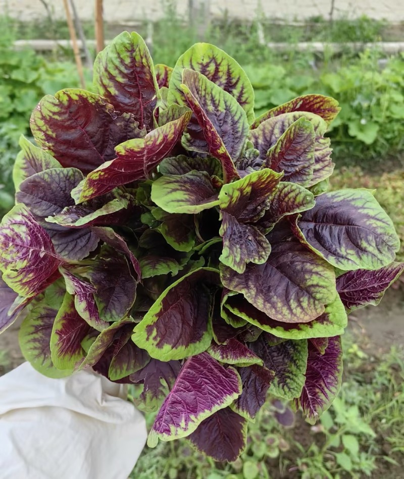 苋菜红苋菜产地直发量大从优品质保障可对接全国电商等