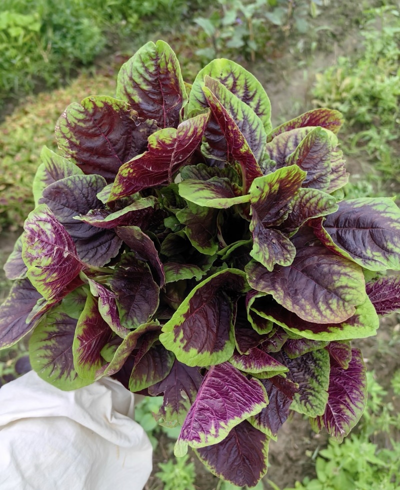 苋菜红苋菜产地直发量大从优品质保障可对接全国电商等