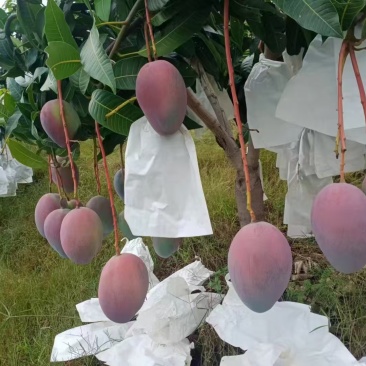 凯特芒果攀枝花米易高山凯特芒，基地直发，保质保量，量大从优