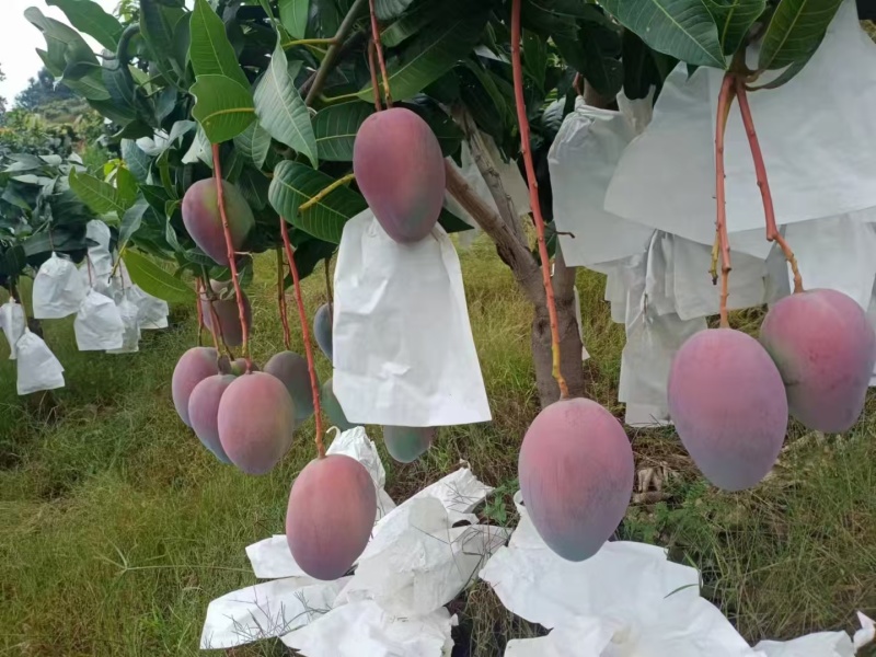 凯特芒果攀枝花米易高山凯特芒，基地直发，保质保量，量大从优