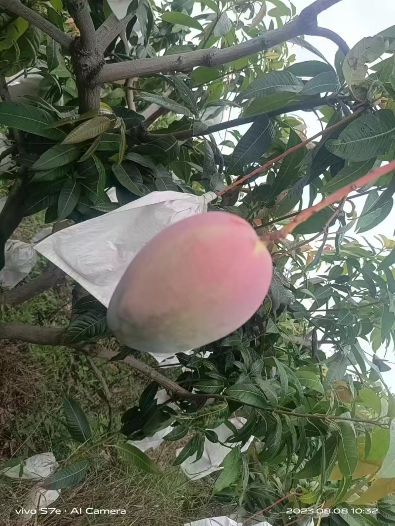 凯特芒果攀枝花米易高山凯特芒，基地直发，保质保量，量大从优