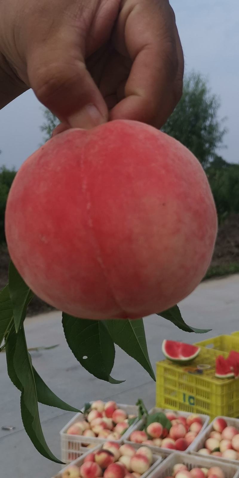 陕西毛桃纸袋毛桃品类全大量有货保质保量可视频