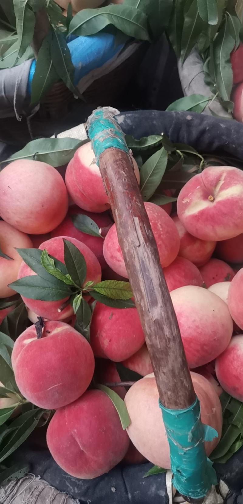 陕西毛桃纸袋毛桃品类全大量有货保质保量可视频
