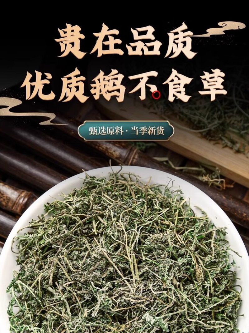 鹅不食草新货鹅食草色青无杂质批发零售正品鹅不食草