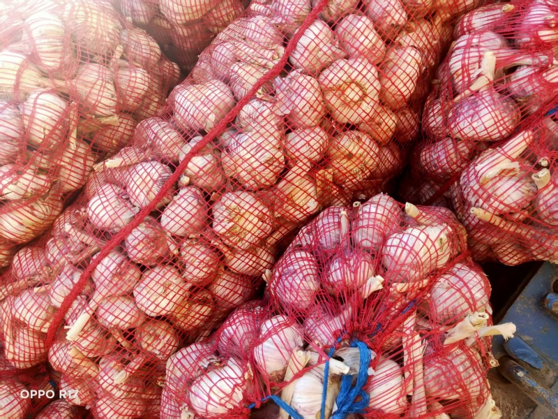 菏泽太空早熟蒜红皮颗颗饱满货量大全国发货耐运输储存承接电商
