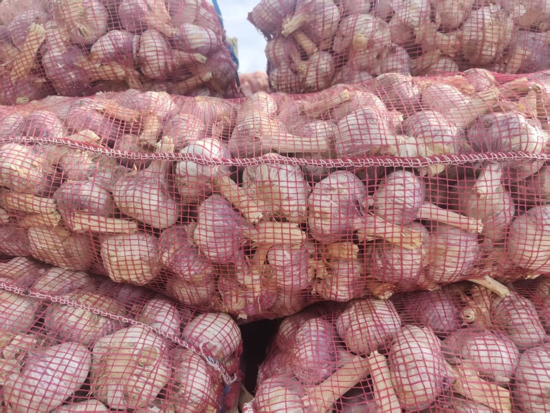 菏泽太空早熟蒜红皮颗颗饱满货量大全国发货耐运输储存承接电商