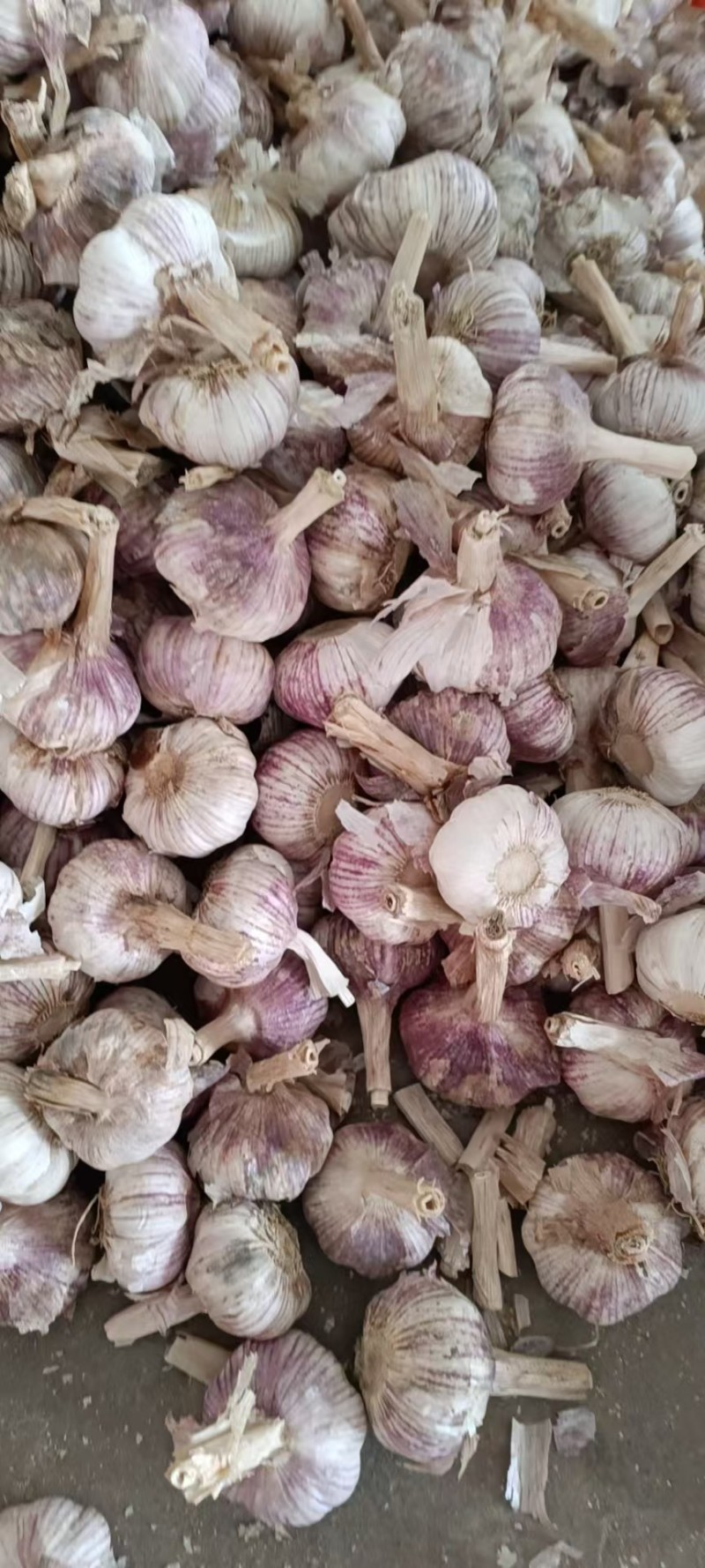 菏泽太空早熟蒜红皮颗颗饱满货量大全国发货耐运输储存承接电商