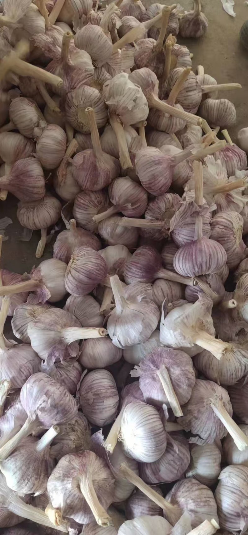 菏泽太空早熟蒜红皮颗颗饱满货量大全国发货耐运输储存承接电商