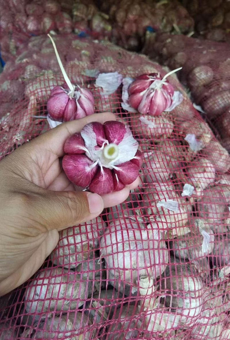 菏泽太空早熟蒜红皮颗颗饱满货量大全国发货耐运输储存承接电商