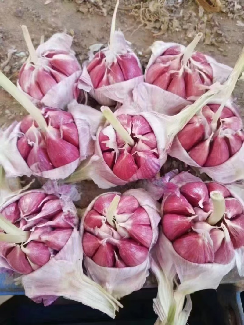 菏泽太空早熟蒜红皮颗颗饱满货量大全国发货耐运输储存承接电商