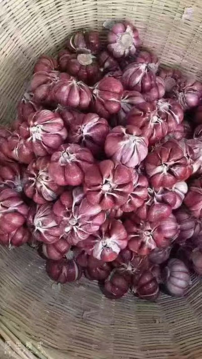 菏泽太空早熟蒜红皮颗颗饱满货量大全国发货耐运输储存承接电商