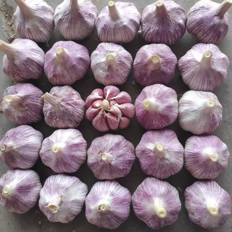 菏泽太空早熟蒜红皮颗颗饱满货量大全国发货耐运输储存承接电商