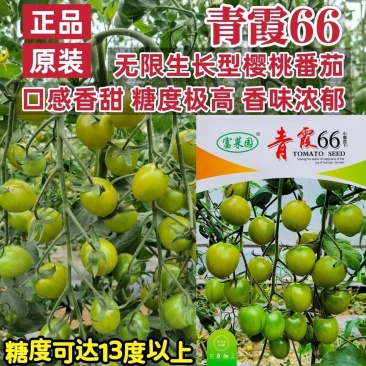青霞66小番茄种子超甜樱桃番茄种籽香甜浓郁抗病早熟圣女果