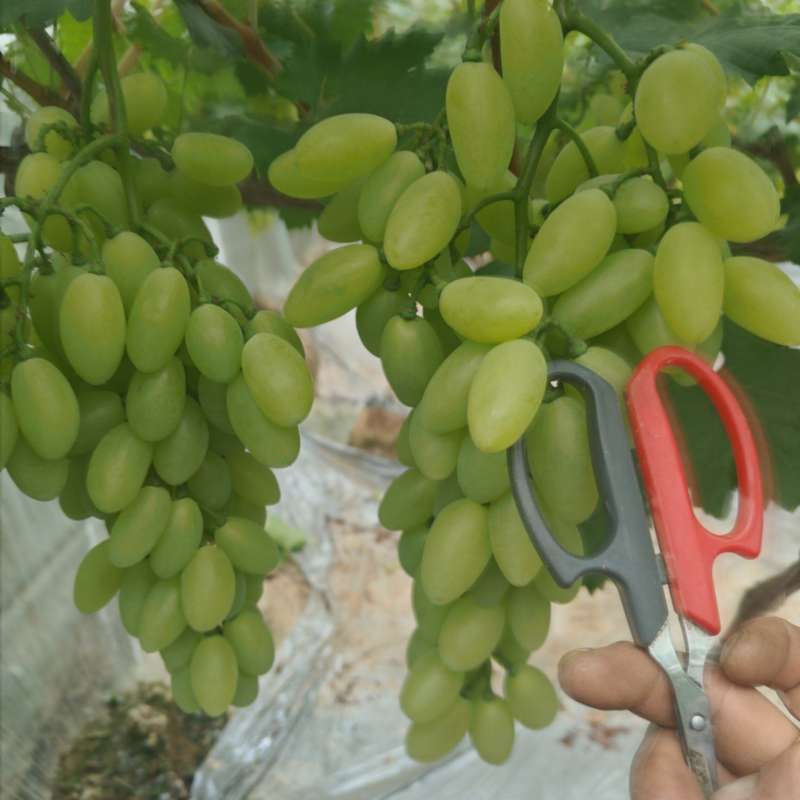 维多大量有货对接全国市场商超电商团购欢迎来电