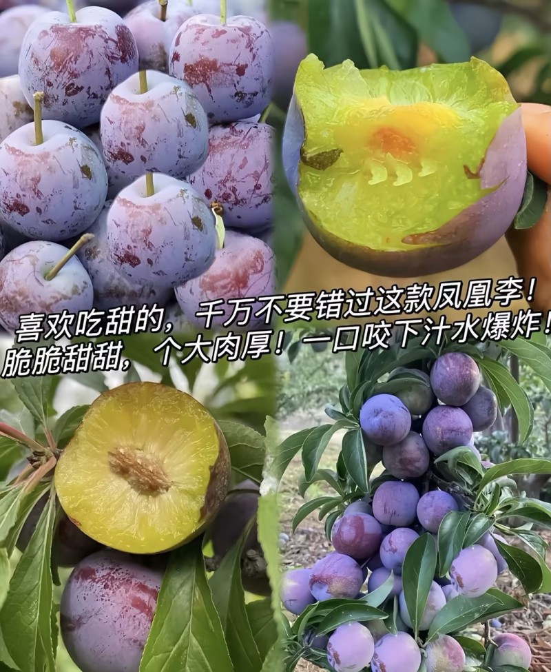 五月脆李子凤凰李产地直发量大从优可对接全国电商市场等