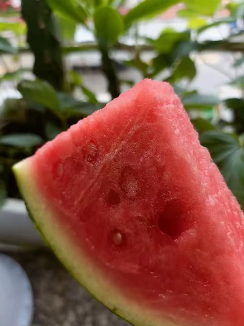 硒砂瓜品质保证服务周到产地直发价格美丽欢迎联系