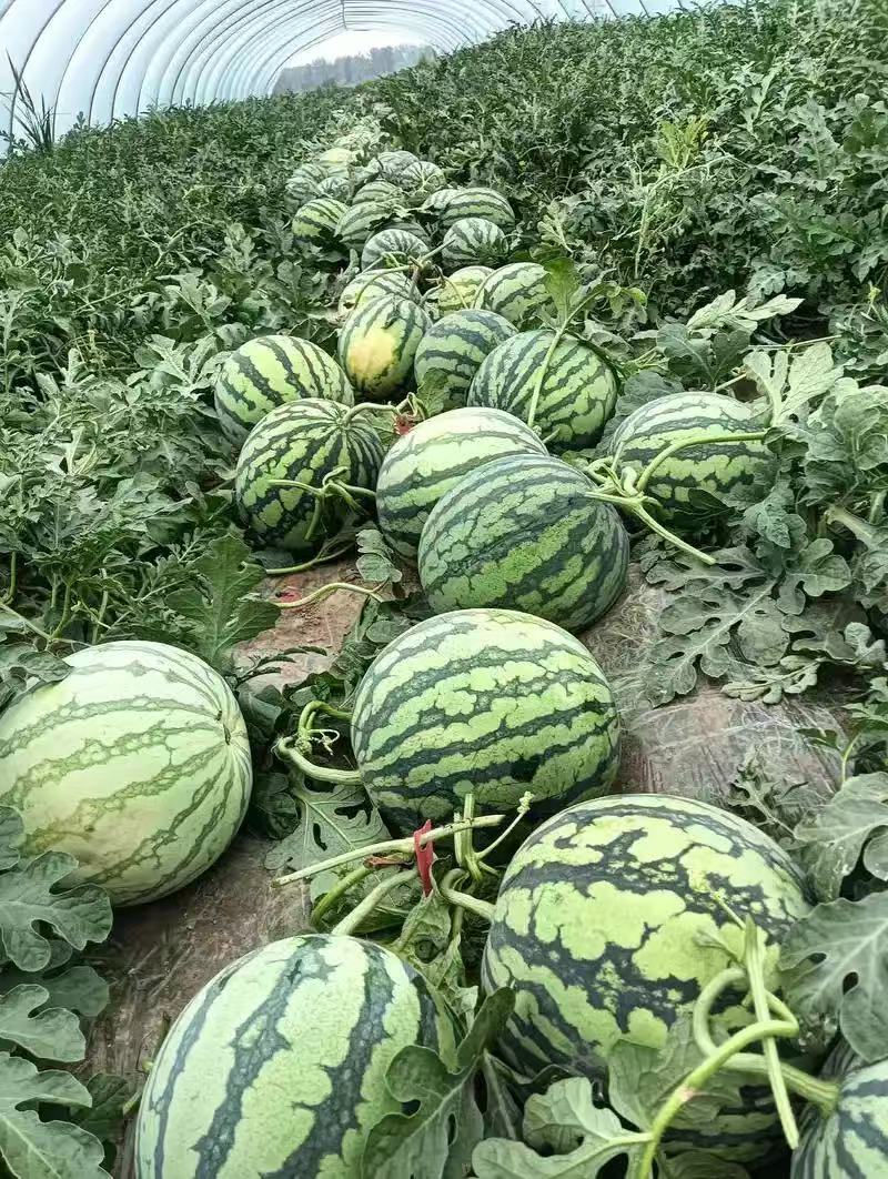 硒砂瓜品质保证服务周到产地直发价格美丽欢迎联系