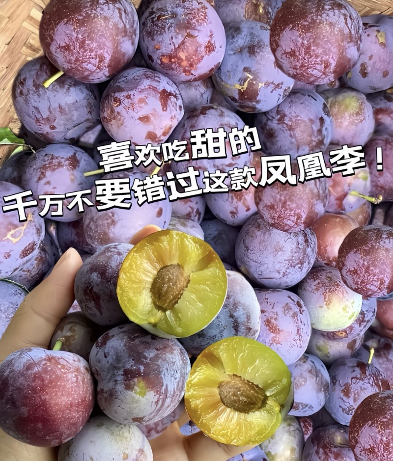 精品李子五月脆李子几十万斤脆甜可口品质保障先到先得